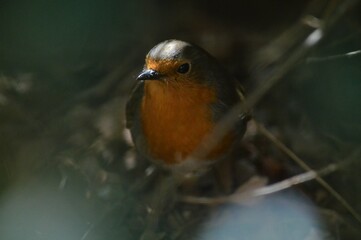 red robin bird soft light