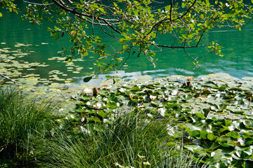 a scenic view of lake Alatsee and the green trees reflecting in its emerald-green water on a fine August day in Bad Faulenbach (Bavaria in Germany)