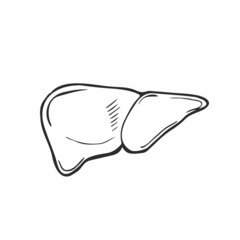 Sketch Ink Human liver, hand drawn, doodle style, Engraved Anatomical illustration