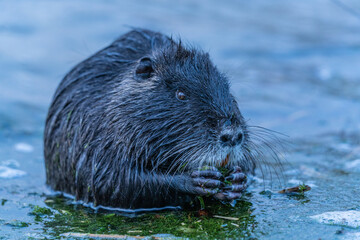 Nutria, auch Biberratte, Wasserratte oder Sumpfbiber genannt, leben in der N&auml;he von Wasser in selbst gegrabenen Erdh&ouml;hlen. Der aus S&uuml;damerika stammende, in Gruppen lebende S&auml;uger ist eine invasive Art