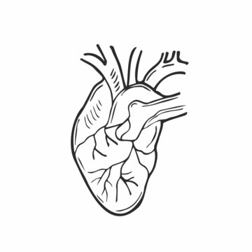 Doodle Human heart. Anatomical realistic heart icon, vector illustration
