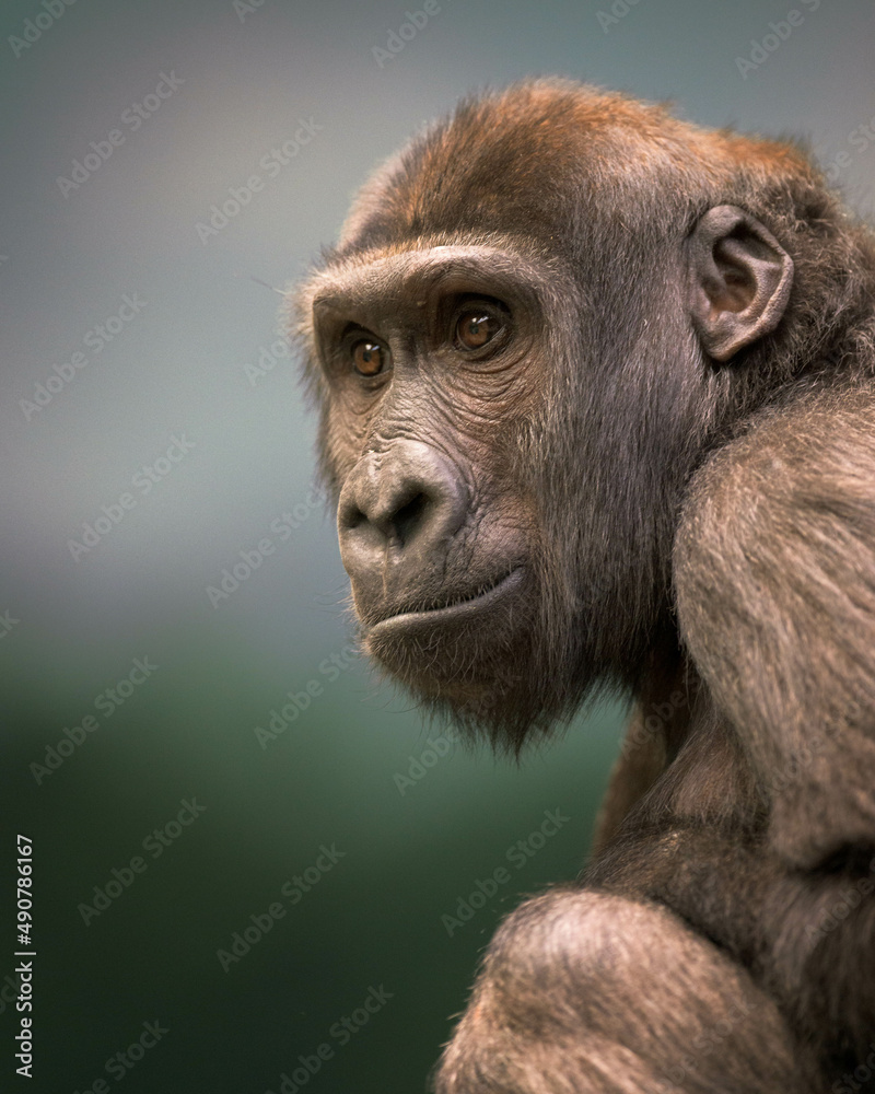 Wall mural Close up portrait of a Western lowland gorilla