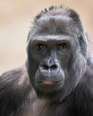 Close up portrait of an adult female Western lowland gorilla