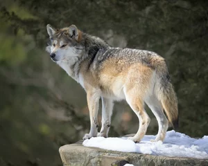 Schilderijen op glas Mexican gray wolf standing on snowy rock in forest © gnagel