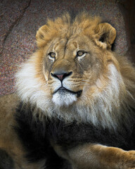 African lioClose up portrait of an adult male African lionn