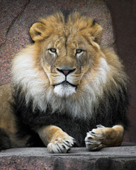 Fototapeta na wymiar Close up portrait of an adult male African lion