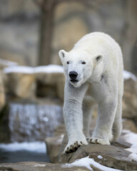 Fototapeta na wymiar Polar bear full body portrait while walking on snowy rocky surface