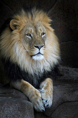 Close up portrait of an adult male African lion