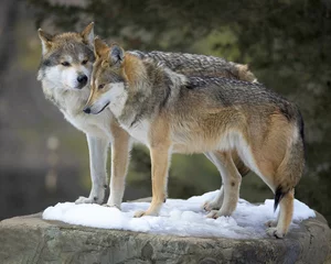 Keuken spatwand met foto A pair of Mexican gray wolves snuggling on a snowy rock in Winter forest © gnagel