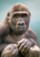 Fototapeta premium Close up portrait of a Western lowland gorilla