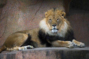 Naklejka premium Close up portrait of an adult male African lion