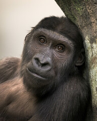 Close up portrait of a Western lowland gorilla