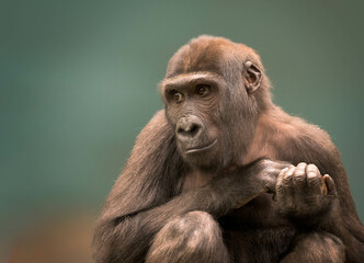 Close up portrait of a Western lowland gorilla
