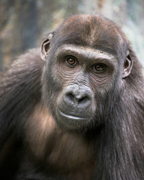 Close up portrait of a Western lowland gorilla