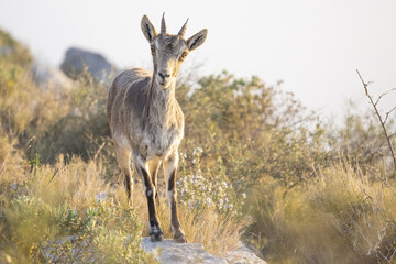 Spanish ibex young male in the nature habitat wild iberia spanish wildlife mountain animals