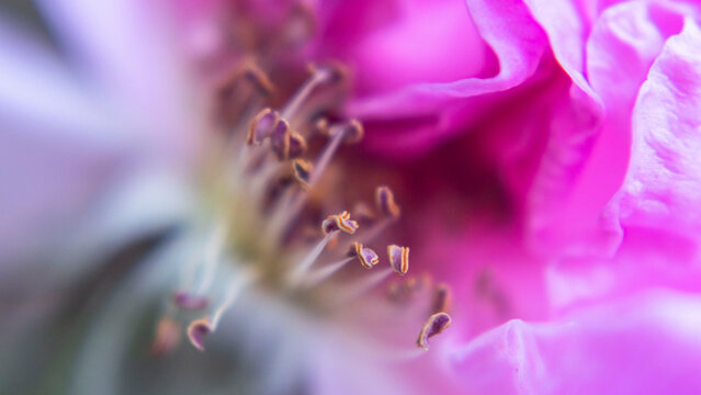 Flor macro
