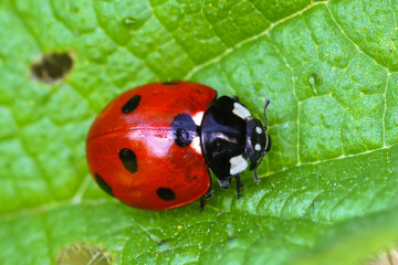 Closeup on the colorful seven-spot ladybird, Coccinella septempunctata on a green leaf © Henk Wallays/Wirestock