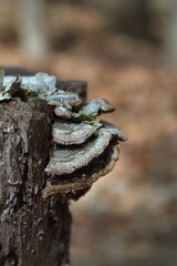 Close-up of Fungus on Tree
