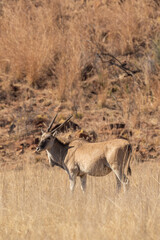 Fototapeta na wymiar Common Eland, Pilanesberg National Park