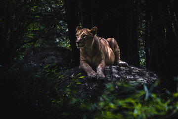 Closeup of a lioness in the jungle - obrazy, fototapety, plakaty