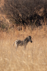 Zebra Foal, Pilanesberg National Park