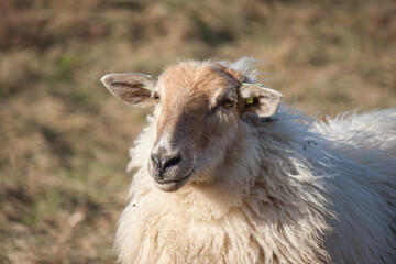 Selective focus shot of white sheep in the field