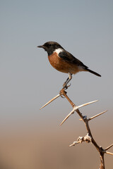 Male African Stonechat, Kruger National Park