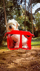 dog in a basket