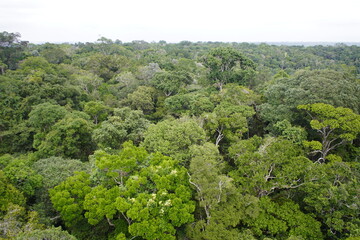 Beautiful Amazon rainforest Brazil seen from 43 meters high.