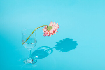 Fresh pink and white gerbera daisy flower in a glass of water on a blue background with copy space.