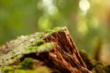 An anthill is being built on the old foam in the forest.