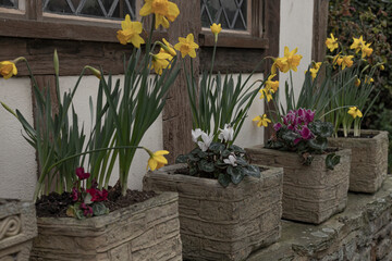 Stone troughs with spring flowers on a wall
