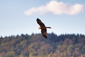 Closeup of a brown whistling kite with its wings wide open in the sky against the green trees