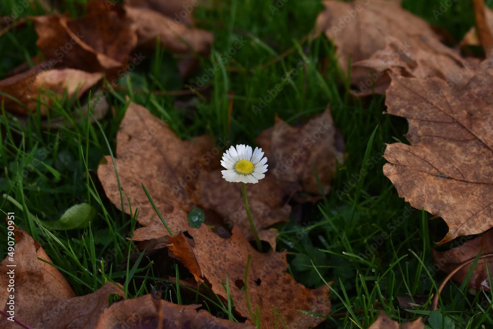 Sticker Top view of a single white daisy growing in the green grass against the fallen dried leaves