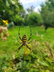 striped black and yellow spider sits on a spiderweb in the garden
