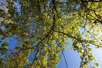 young green foliage on different types of trees