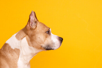 dog American Staffordshire Terrier tilted his head to one side on a yellow background