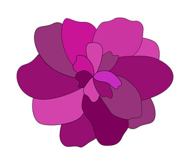 colorful pink flower on white background. Illustration