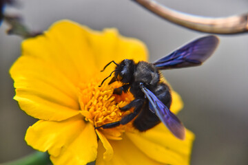 Selective focus shot of Carpenter bee sipping nectar from a yellow flower