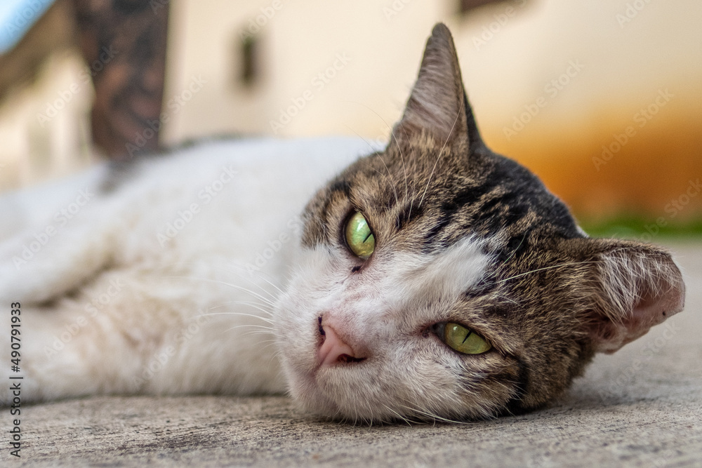 Poster closeup of the cute bicolor cat lying on the ground outdoors.