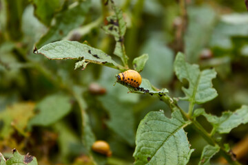Red larvae of Colorado potato beetles on a potato bush. Eaten potato leaves by insects. Pests of agricultural crops and vegetables. Close-up view.