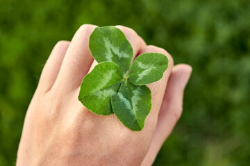 A successful four-leaf clover between the fingers of the hand. Top view. The concept of luck and fortune. The found symbol of good luck.