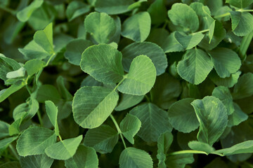 Clover growing in the meadow close-up. Bright green plant background for the design. Top view.