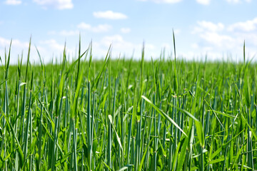 Obraz premium The ripening of the crop. An agricultural field with growing young green wheat spikelets. Juicy greens, side view. Horizon.