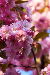 Bright colorful spring pink sakura flowers. Cherry blossoms on sunny day. Beauty of nature. Spring, youth, growth concept.
