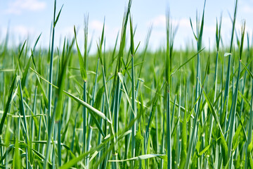 An agricultural field with growing young green wheat spikelets. Juicy greens, side view. The ripening of the crop. Horizon.