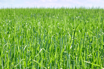 An agricultural field with growing young green wheat spikelets. Juicy greens. The ripening of the crop. Horizon.