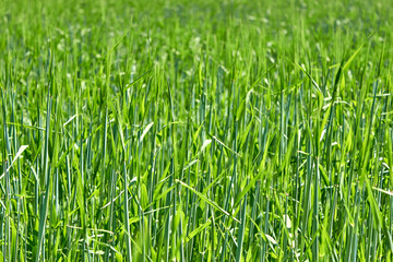 An agricultural field with growing young green wheat spikelets. Juicy greens. The ripening of the crop.