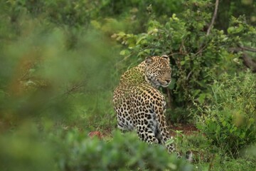 leopard in the bush from behind, head turned to the front
