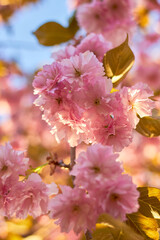 Bright colorful spring pink sakura flowers. Cherry blossoms on sunny day. Beauty of nature. Spring, youth, growth concept.
